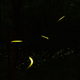 Illustration for article titled got freaked out by a fire fly